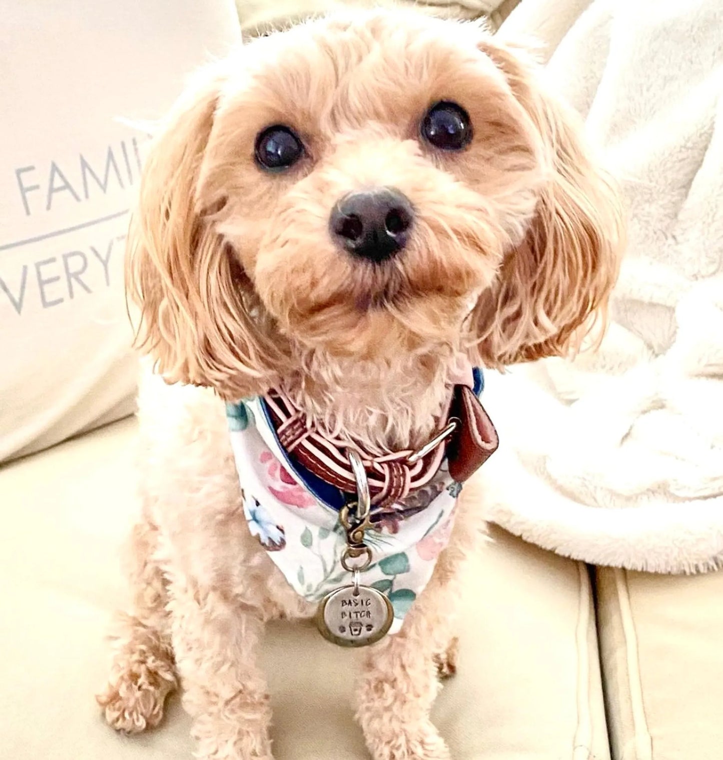 Dog Bow Tie - Your Pet Connection