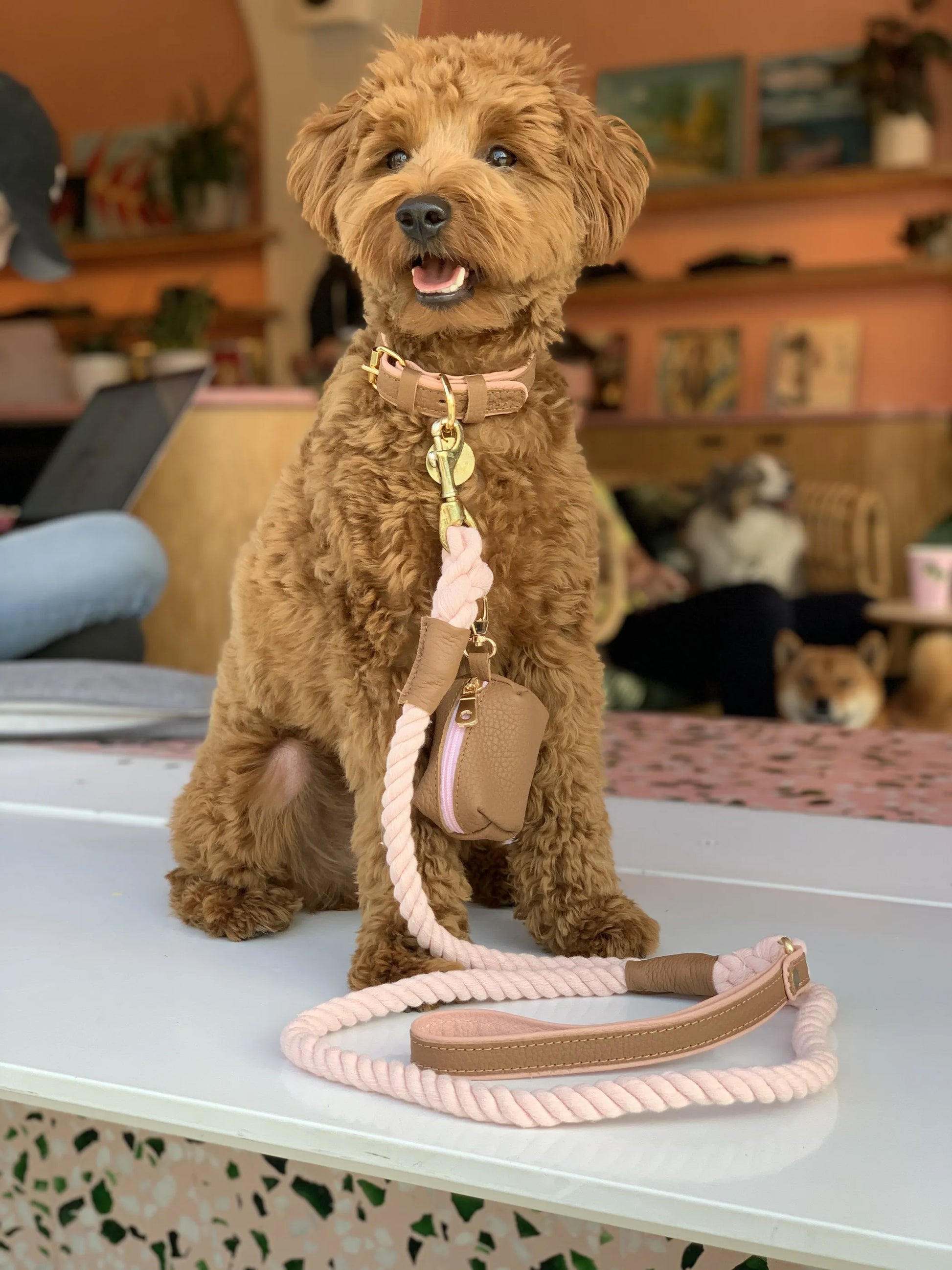 Dog Leash - Your Pet Connection