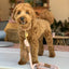 Dog Leash - Your Pet Connection