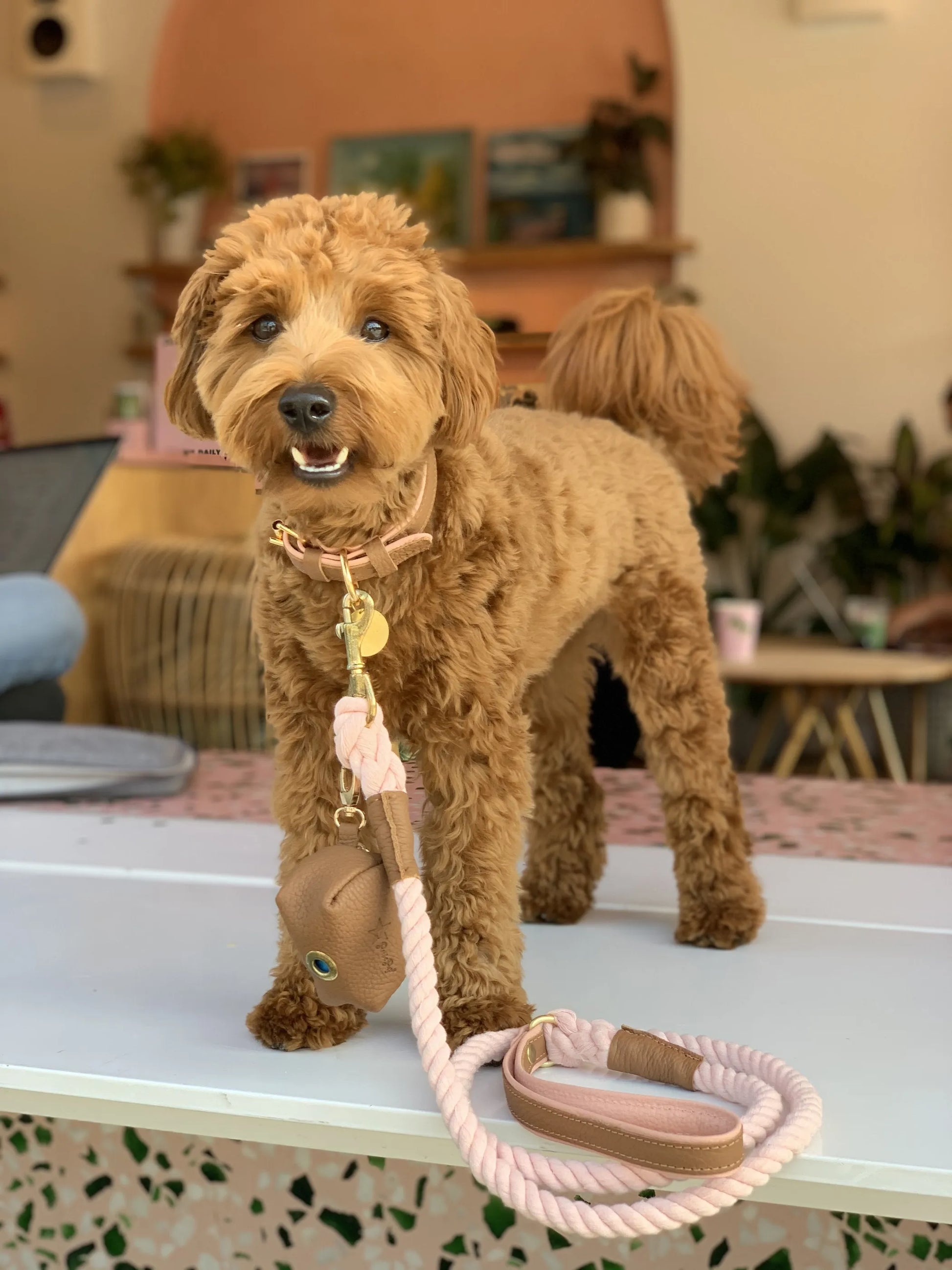 Dog Leash - Your Pet Connection