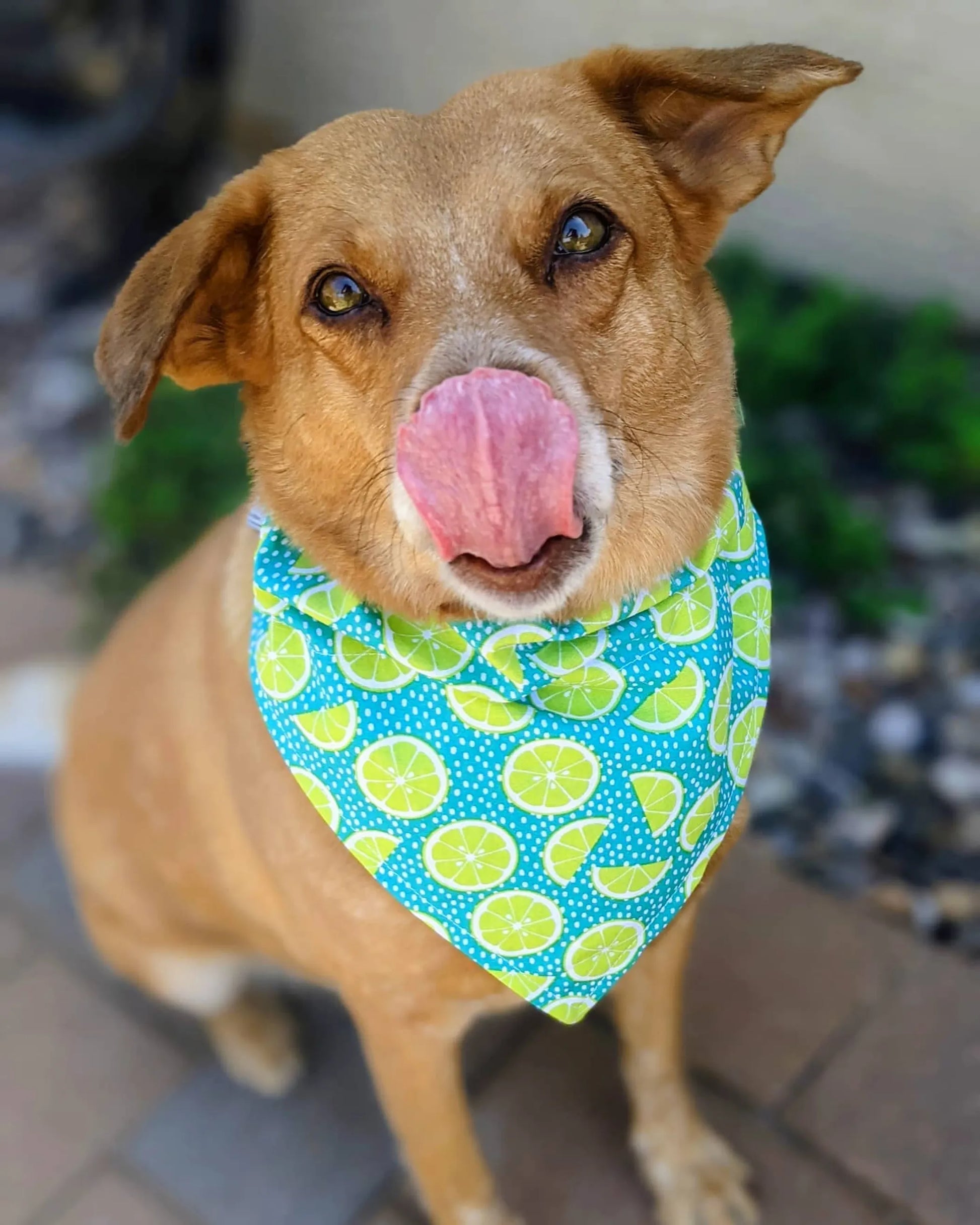 Over-The-Collar Dog Bandana - Your Pet Connection