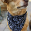 Over-The-Collar Dog Bandana - Your Pet Connection