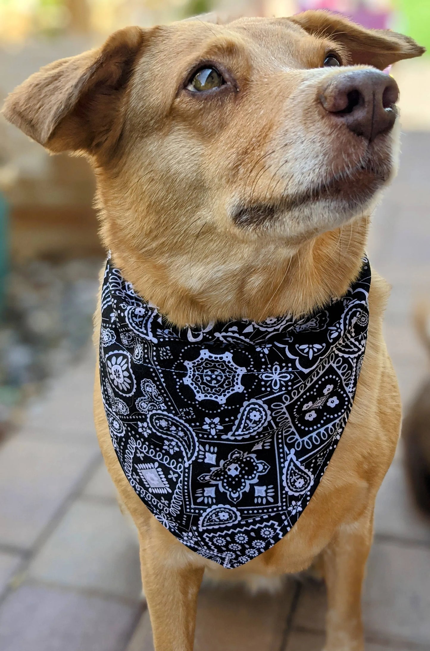 Over-The-Collar Dog Bandana