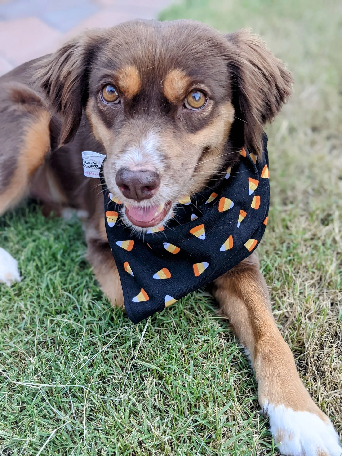 Over-The-Collar Dog Bandana - Your Pet Connection