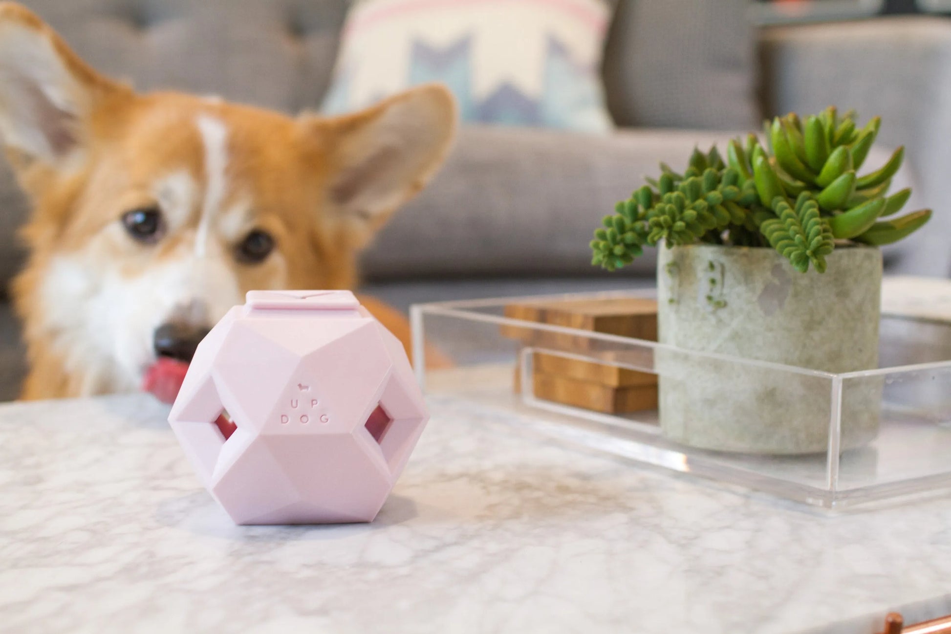 The Odin - Modern Treat Dispensing Dog Puzzle - Your Pet Connection