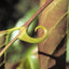 Bionic Body - Antioxidant Bone, Eye, Teeth, Skin & Immune Support* - Your Pet Connection