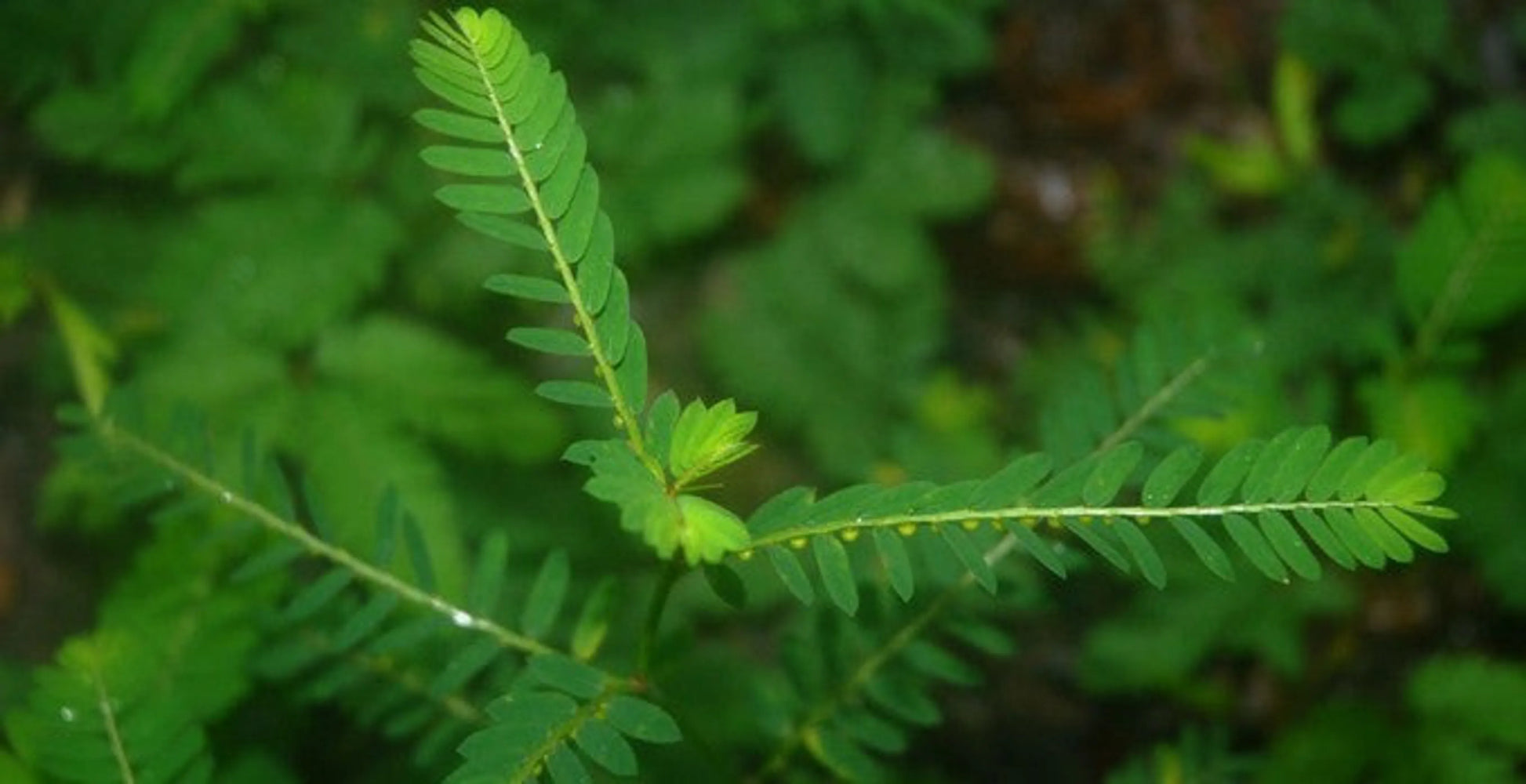Break It Up! Meal Topper Stone Breakder Stone Eliminator* For Dogs And Cats - Flavored Meal Topper For Stones* - Your Pet Connection