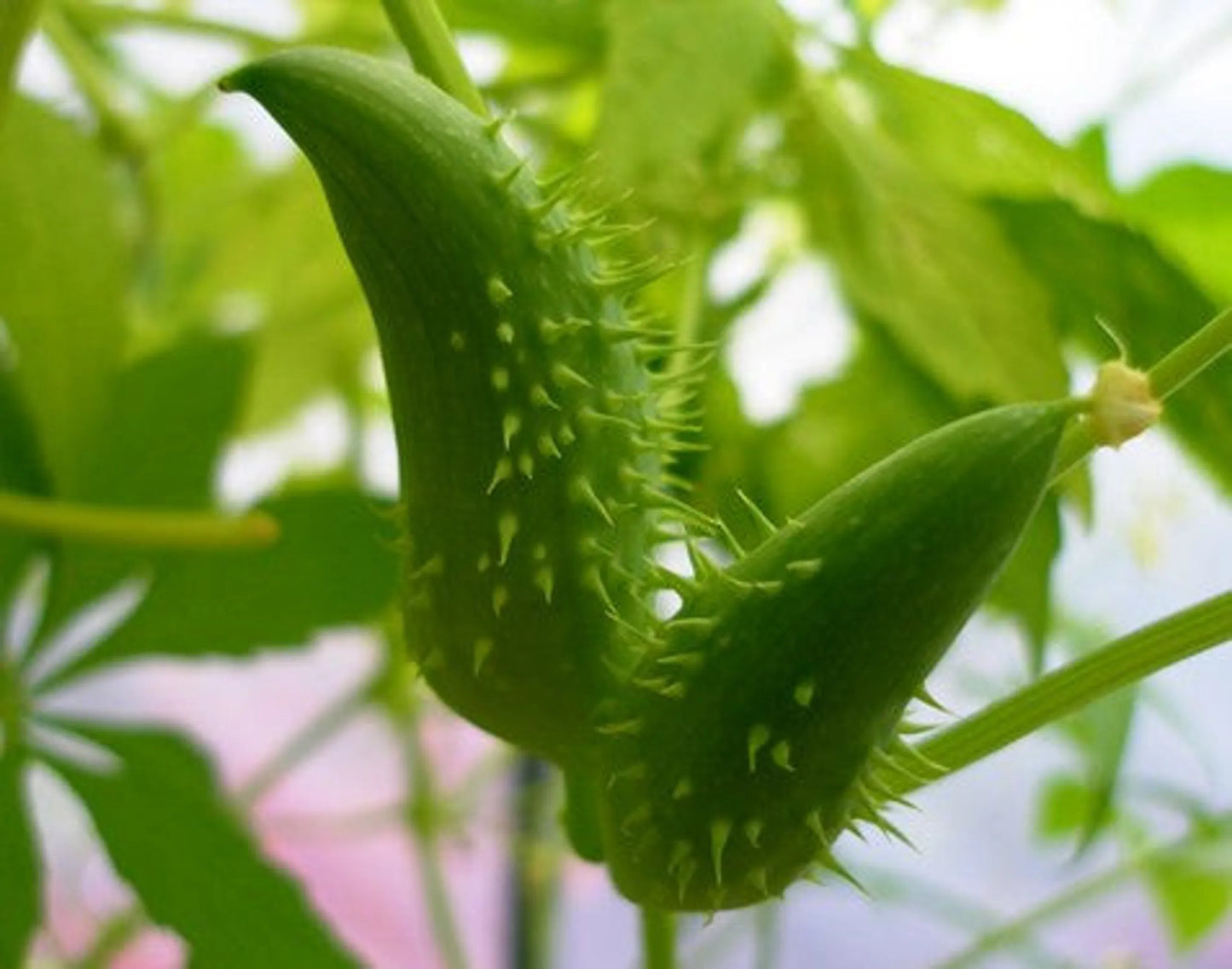 Organic Pet Systems Heart Wellness Supplement