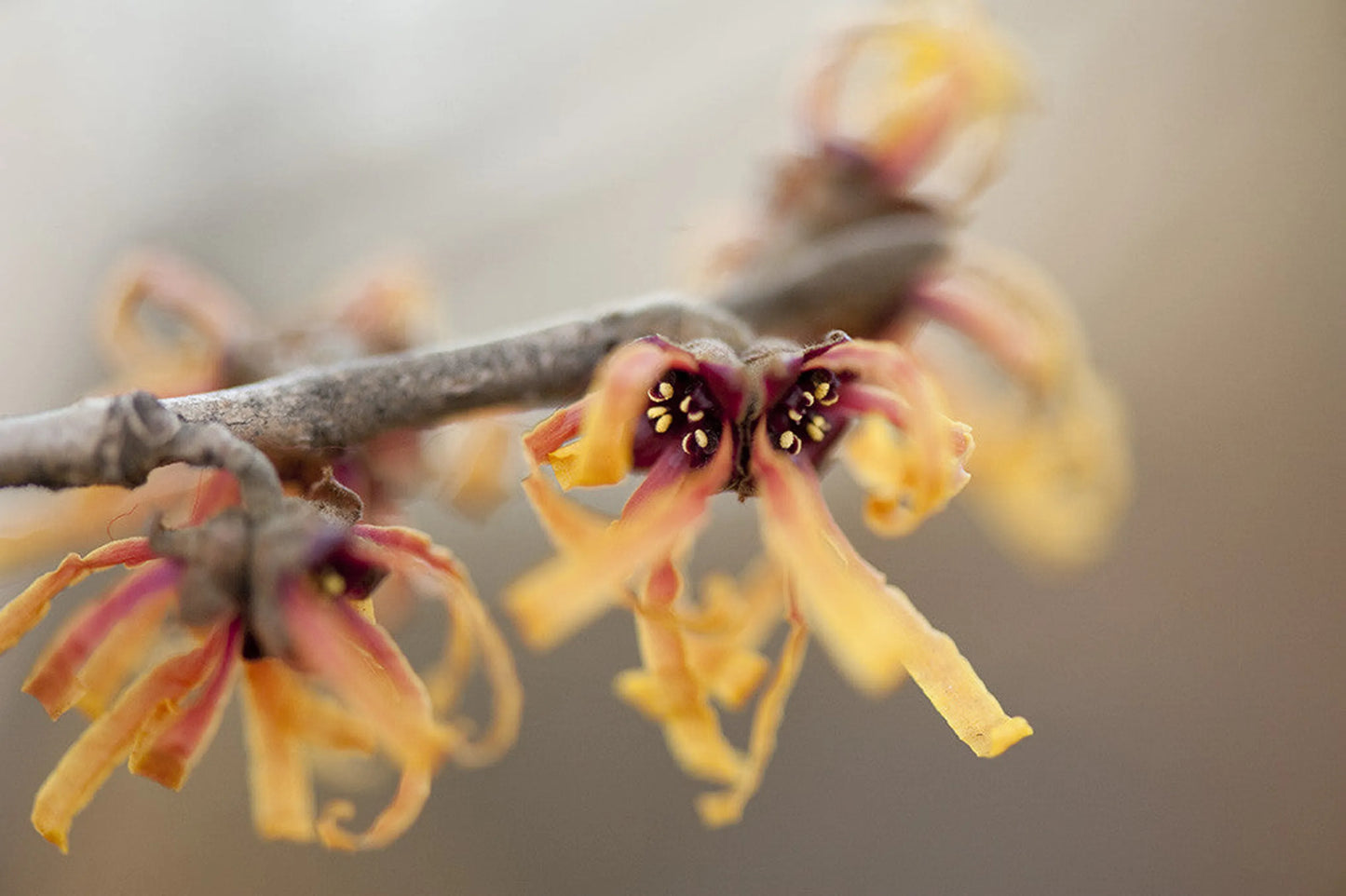 Organic Pet Systems Natural Heart Support Meal Topper