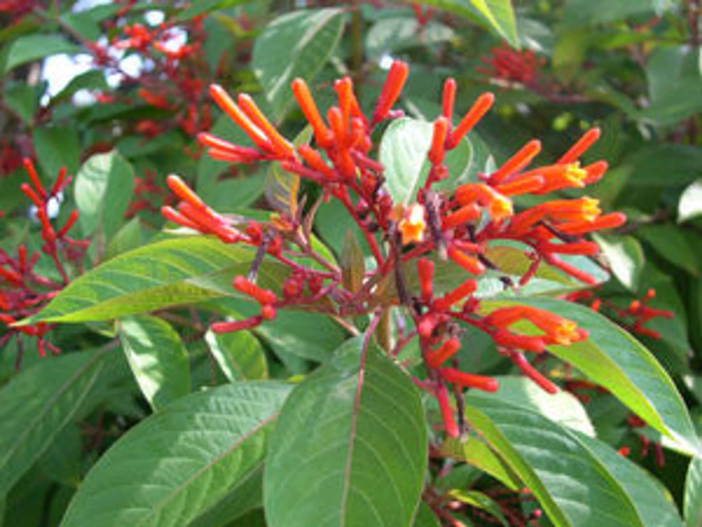 Organic Pet Systems First Aid Wound Topper 4 oz