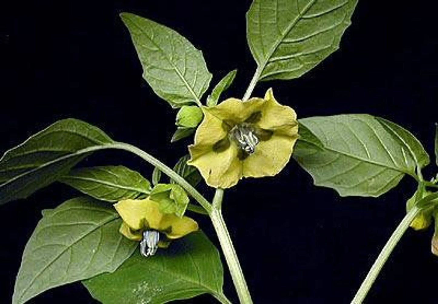 Organic Pet Systems Immune Meal Topper for Dogs & Cats