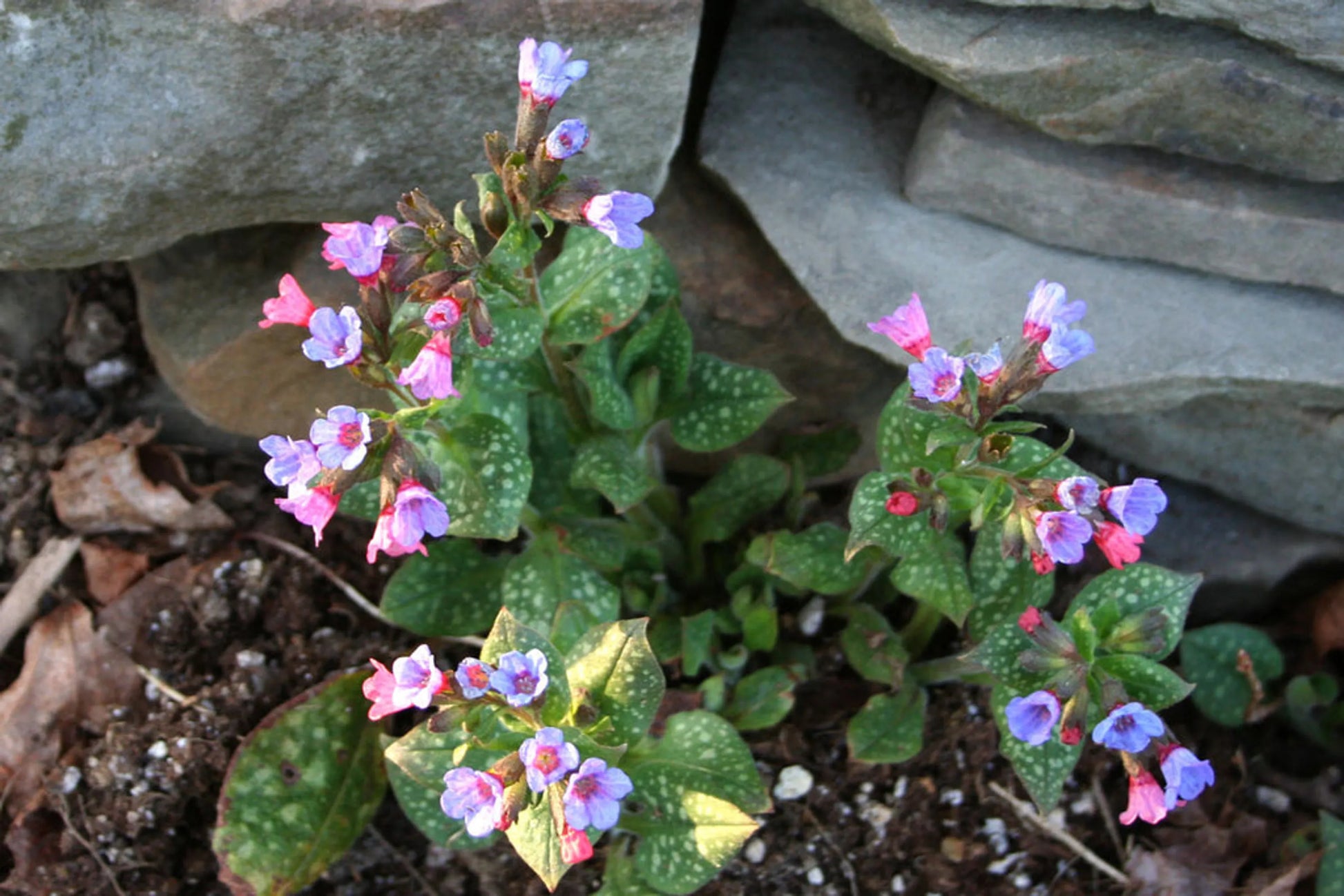 Lifes An Itch! Anti-Allergy Flavored Meal Topper For Dogs & Cats* - Your Pet Connection