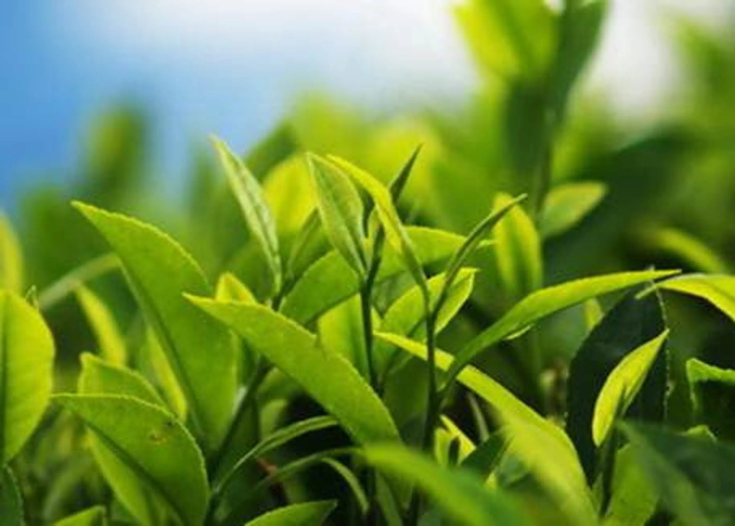 Organic Pet Systems Heart Support Supplement 90 Caps