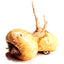 I Am A Rock Star - Memory, Gland (Hypothalamic, Pituitary And Adrenal) & Vitality Support* - Your Pet Connection
