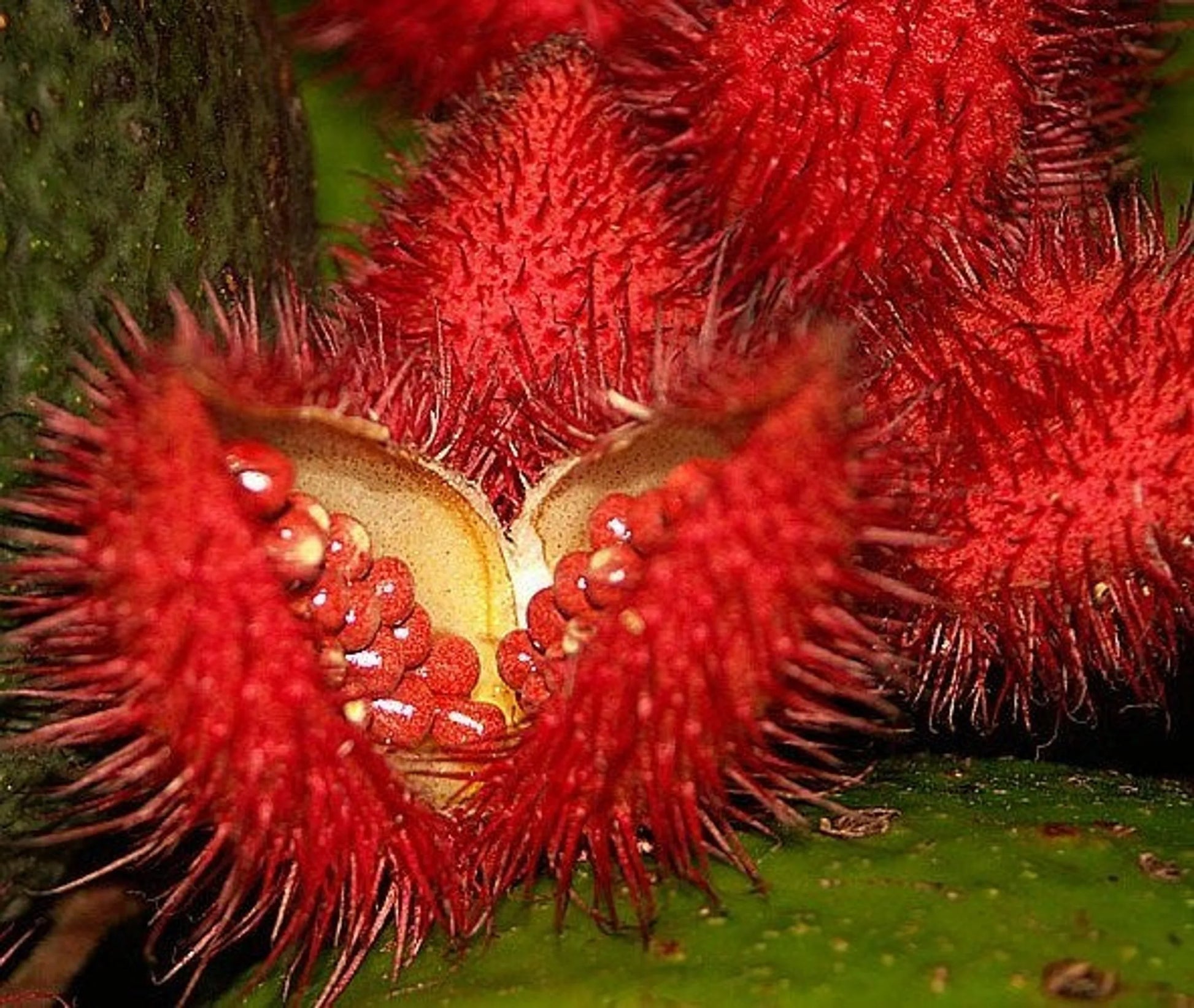 Achiote Powder - Urinary, Bladder & Probiotic Digestive Support* The Petz Kitchen - Your Pet Connection