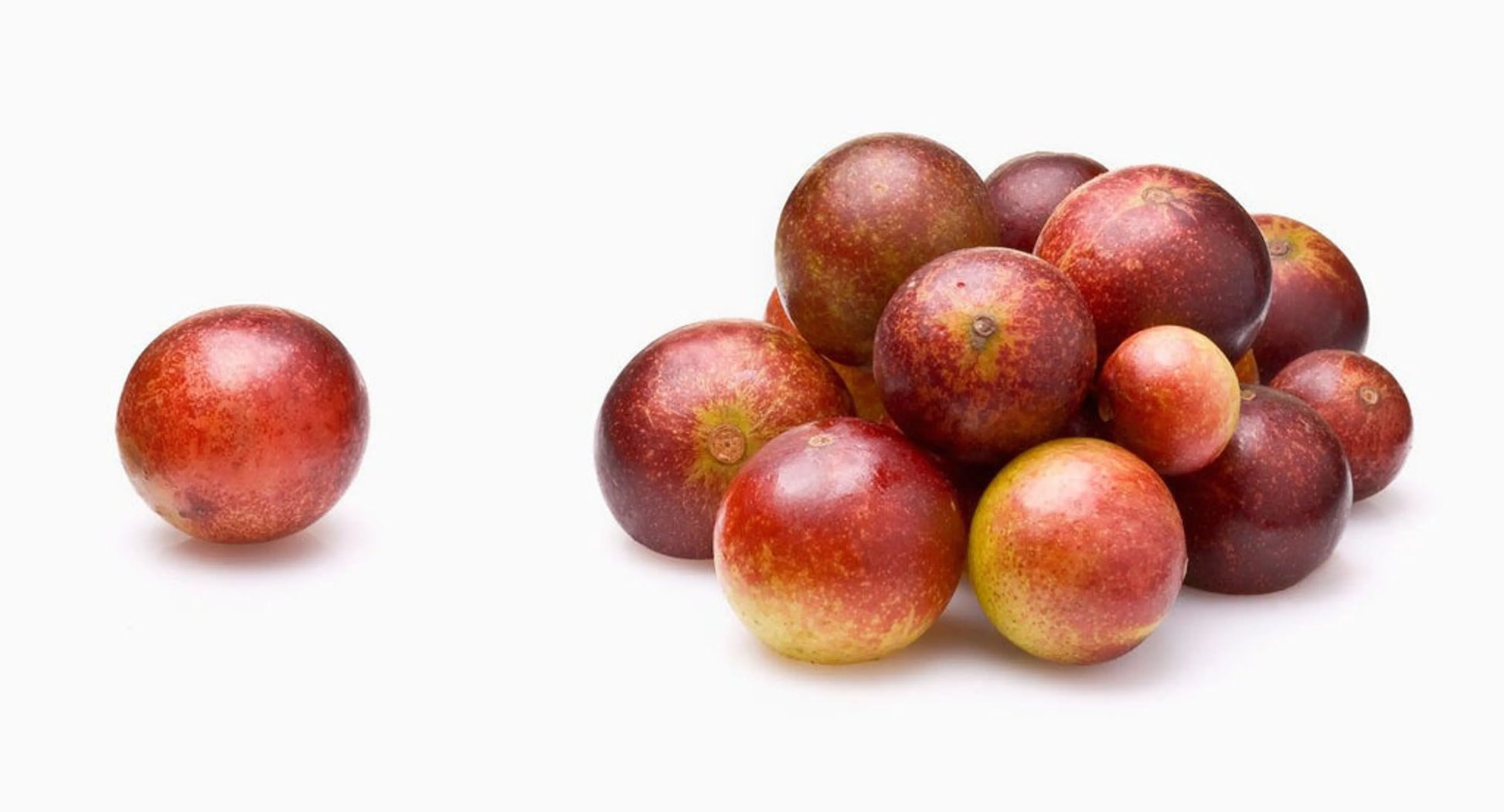Camu Camu Extract Joint Teeth & Eye Support* The Petz Kitchen - Organic Human Grade Ingredients For Home Prepared Meals & Treats - Your Pet Connection