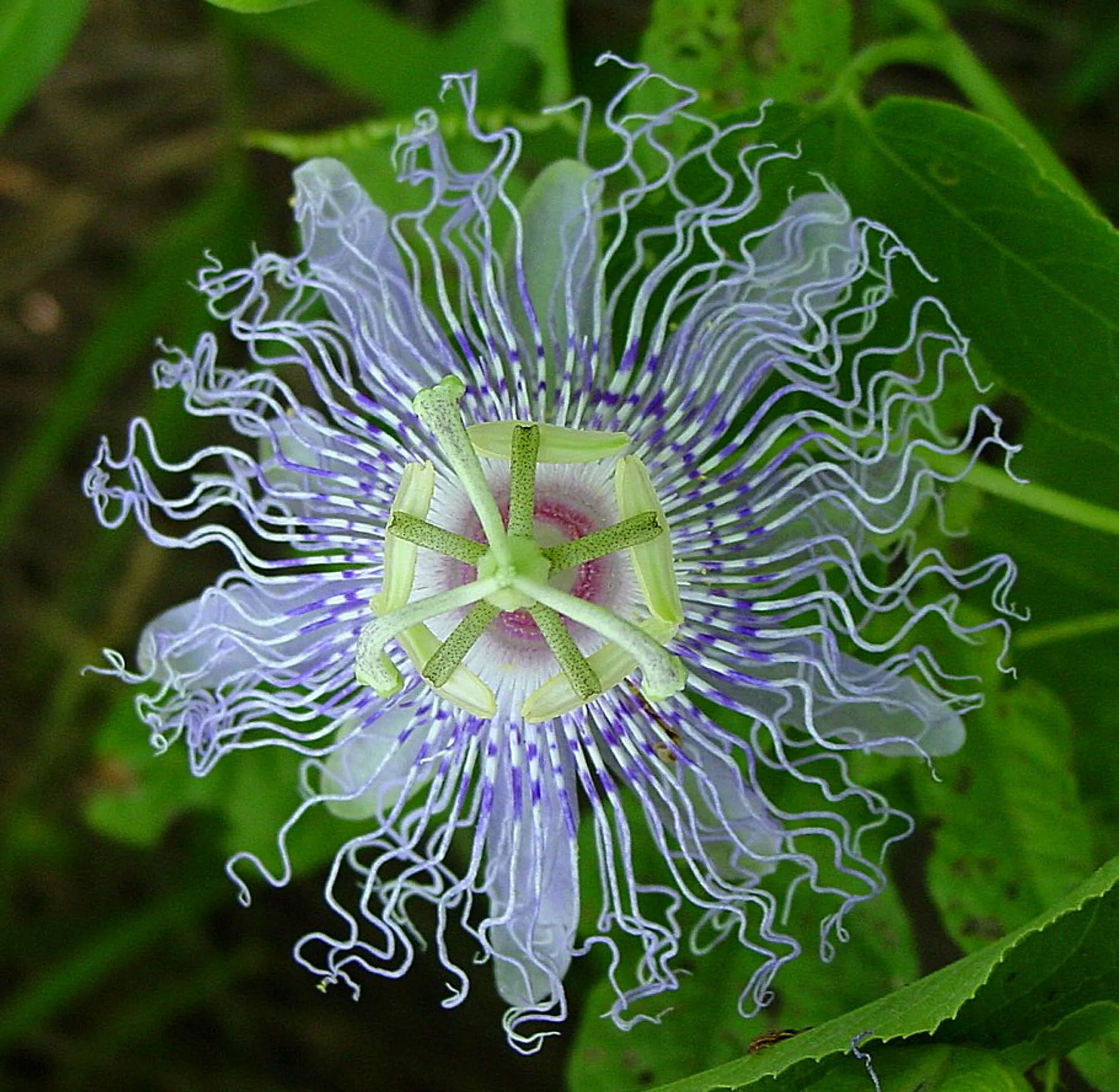 Passion Flower - Mood Anxiety Stress Sedative & Pain Support* - The Petz Kitchen - Your Pet Connection