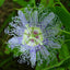 Passion Flower - Mood Anxiety Stress Sedative & Pain Support* - The Petz Kitchen - Your Pet Connection