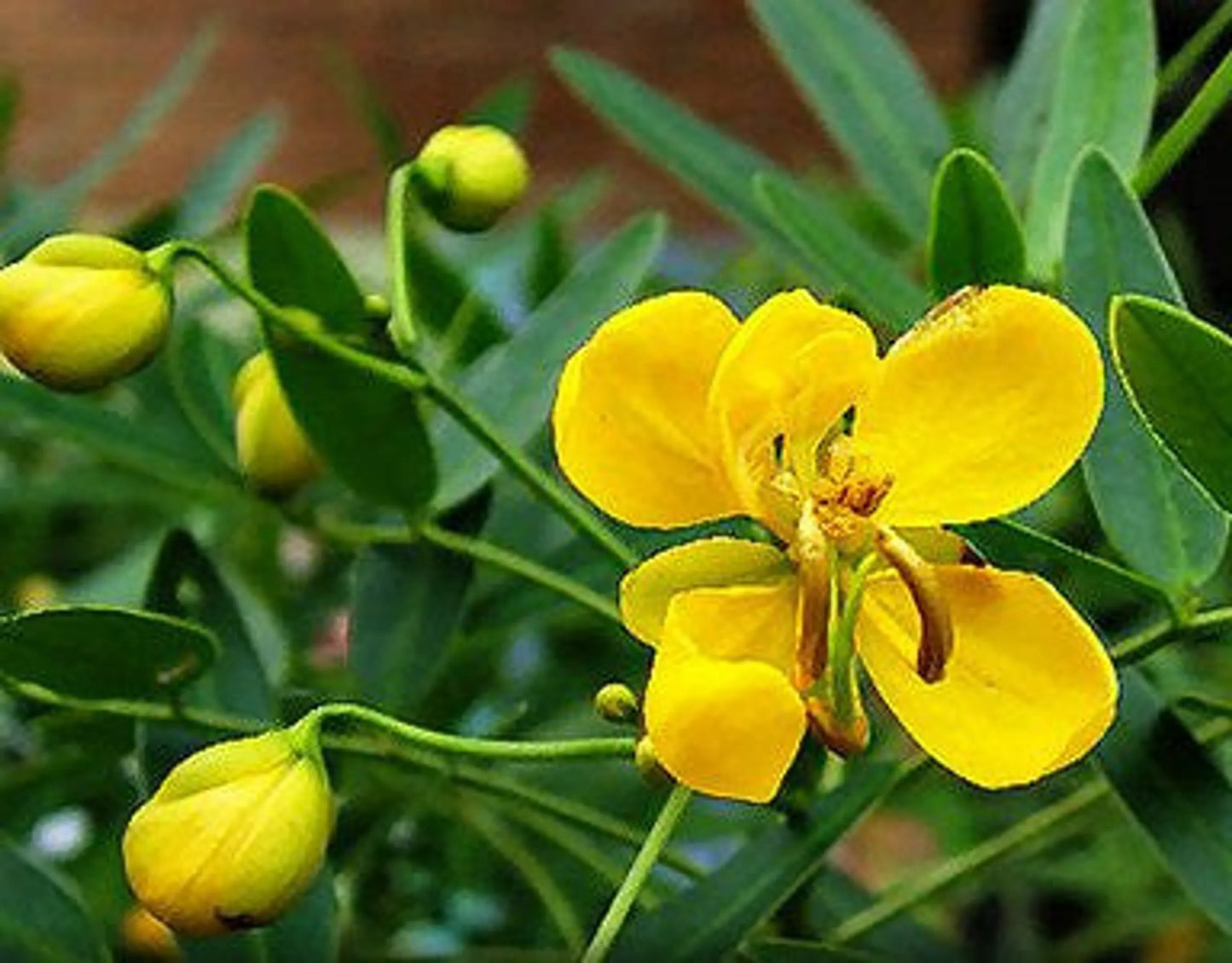 Organic Pet Systems Advanced Detox for Pets Capsules