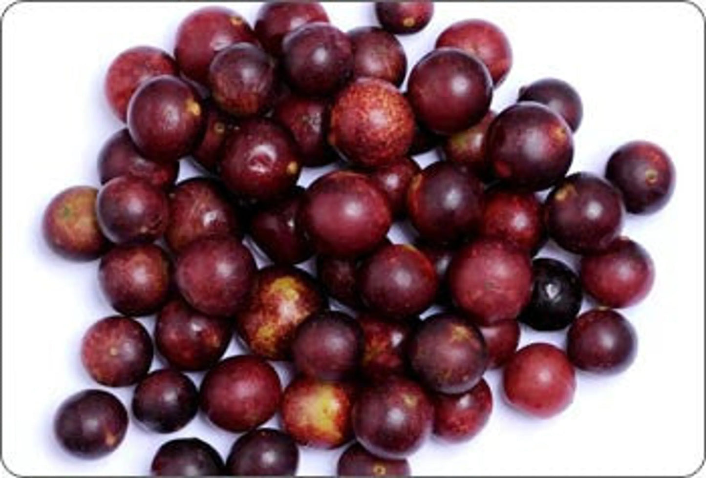 Organic Pet Systems All Shins and Grins Supplement