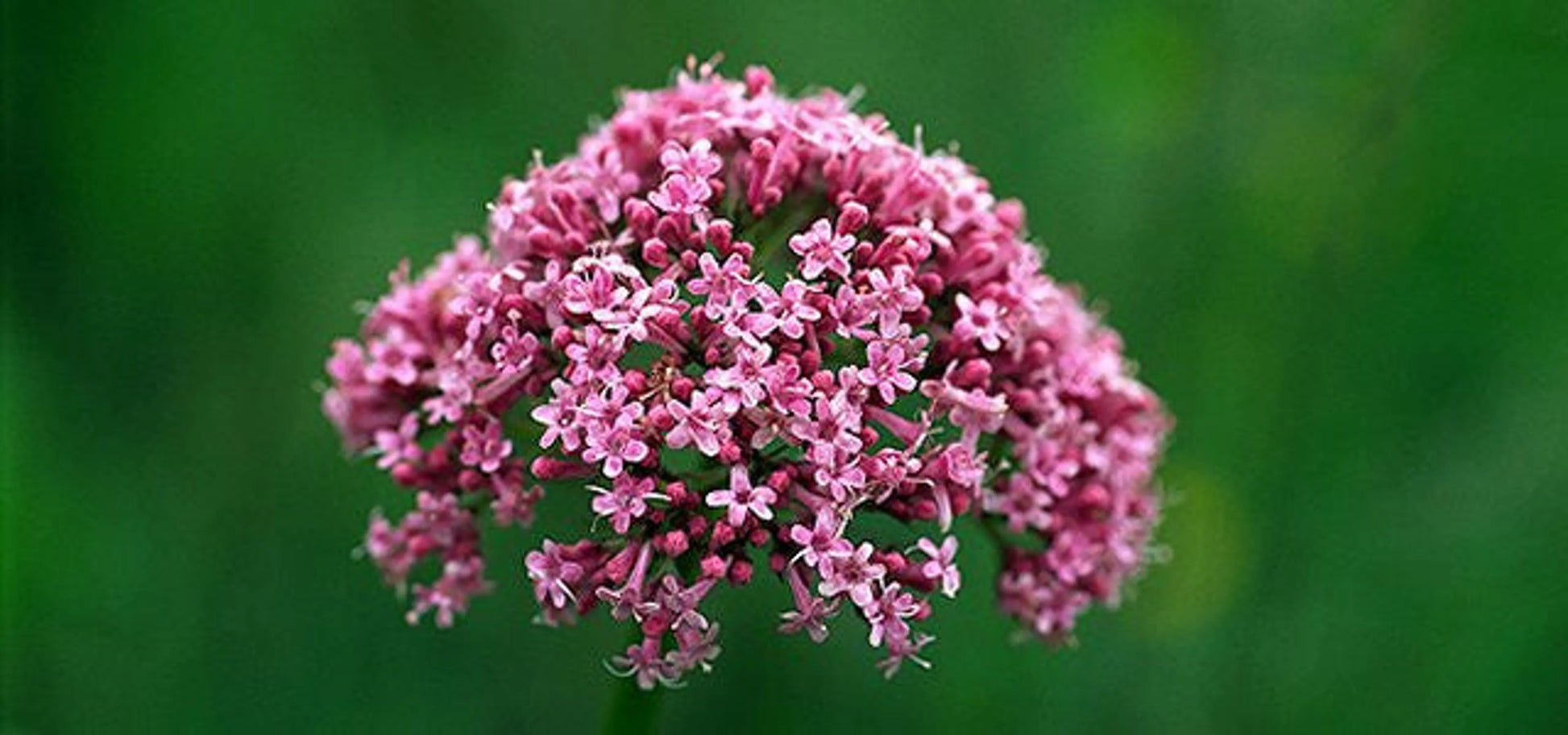 Soothed & Serene - All Systems Anxiety, Calming & Stress Support* Dogs & Catss & Cats* - Your Pet Connection