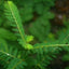 Stix And Stones Meal Topper* Kidney, Urinary Tract Infection & Stone Support* - Your Pet Connection