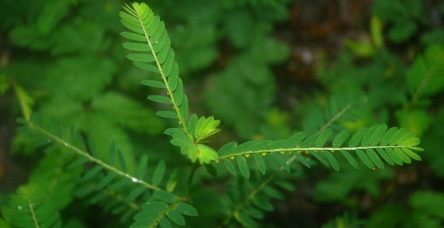 Organic Pet Systems Stix & Stones Capsules for Pets