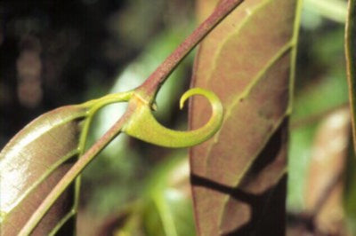 Organic Pet Systems Toxin Avenger Max Topper