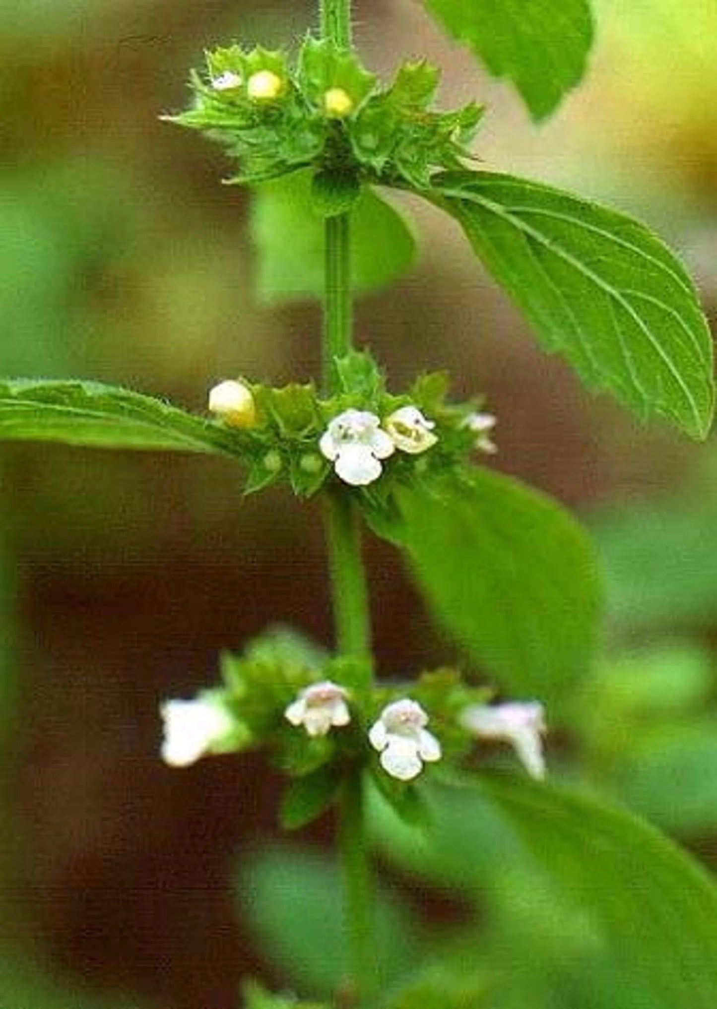 Organic Pet Systems Travel Wellness Supplement