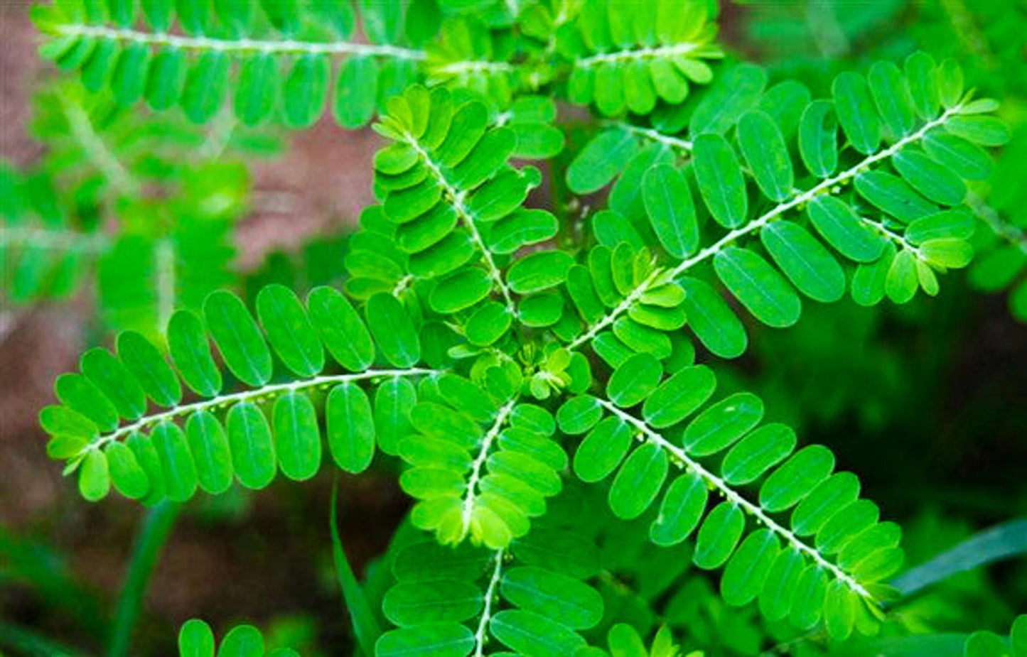 Organic Pet Systems Urinary Health Capsules