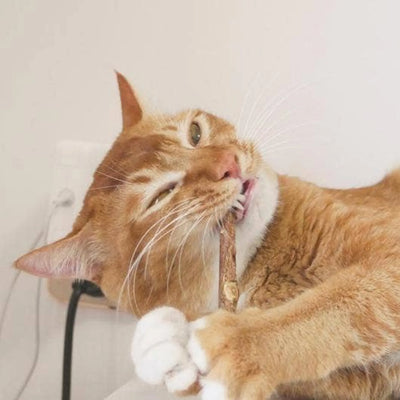 Matatabi Dental Sticks - Your Pet Connection