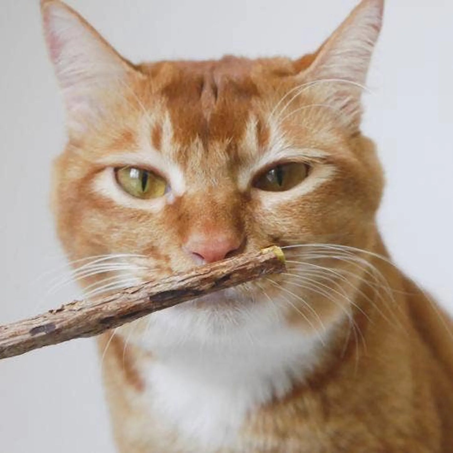 Pawsome Pet Premium Cat Dental Sticks 120mm