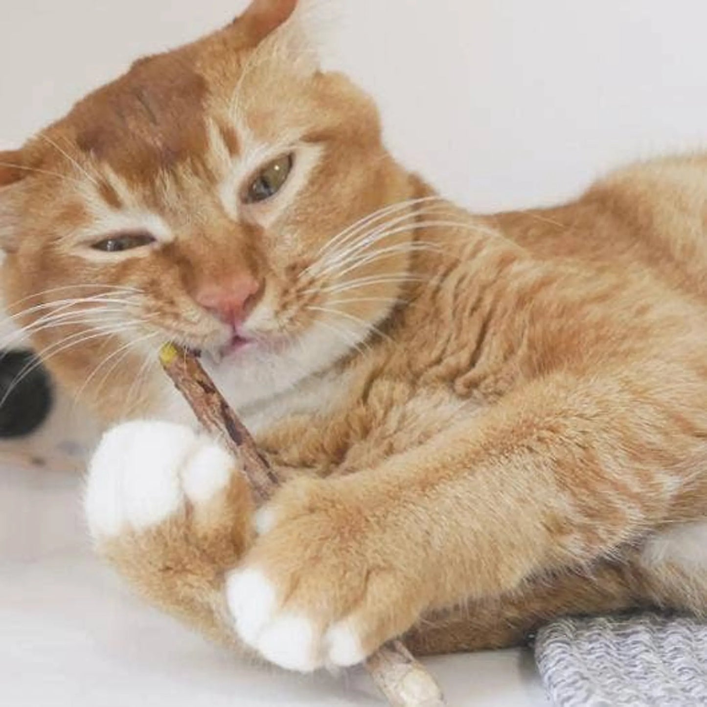 Pawsome Pet Premium Cat Dental Sticks 120mm