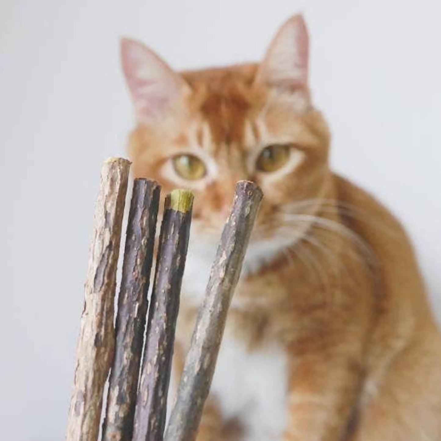 Pawsome Pet Premium Cat Dental Sticks 120mm