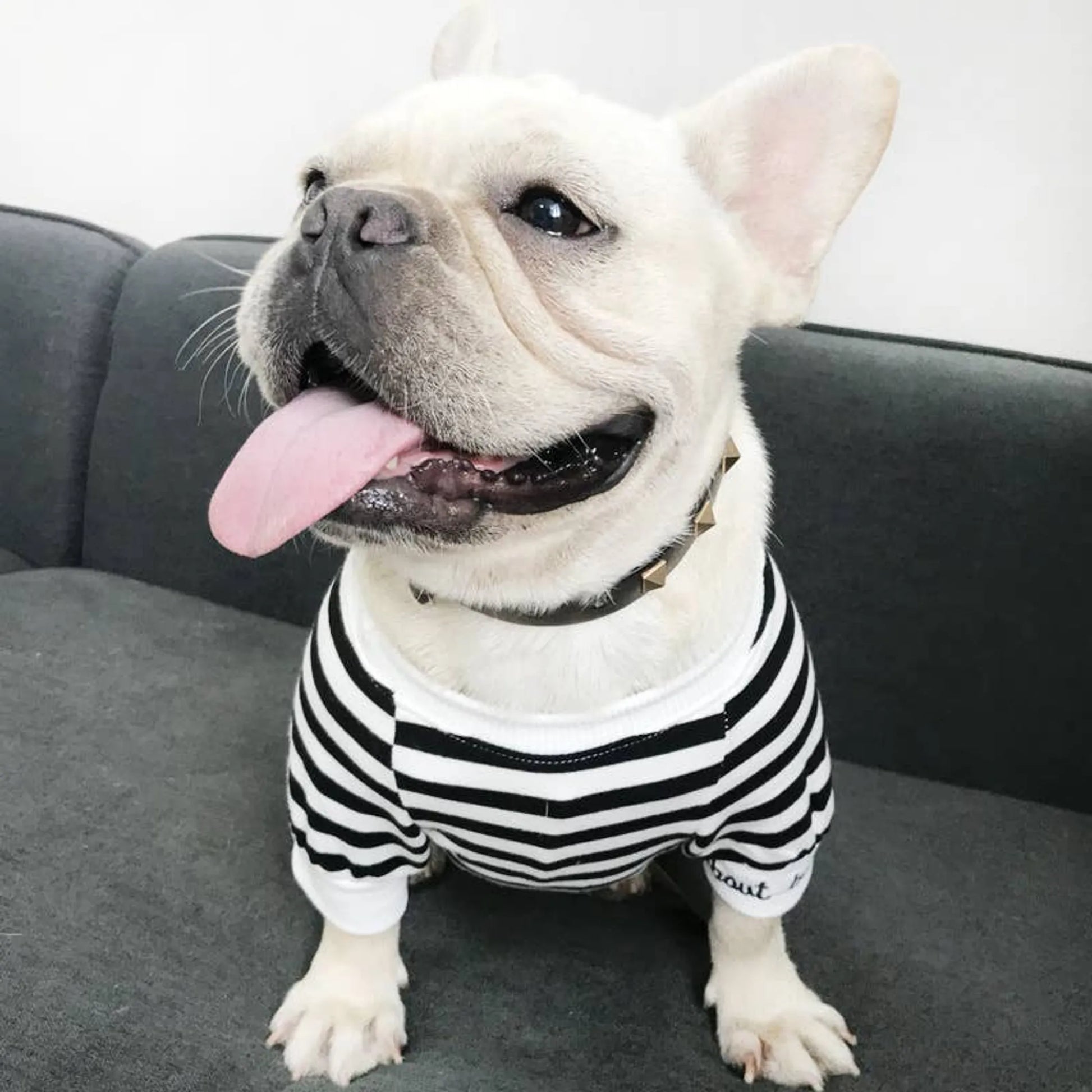 Stripe Style - Matching Pet and Owner Clothing Set - Your Pet Connection