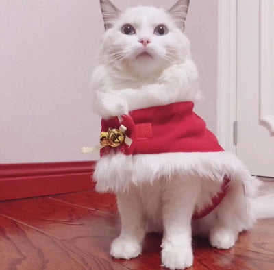 Merry Christmas Pets Beautiful Clothes - Your Pet Connection