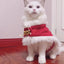 Merry Christmas Pets Beautiful Clothes - Your Pet Connection