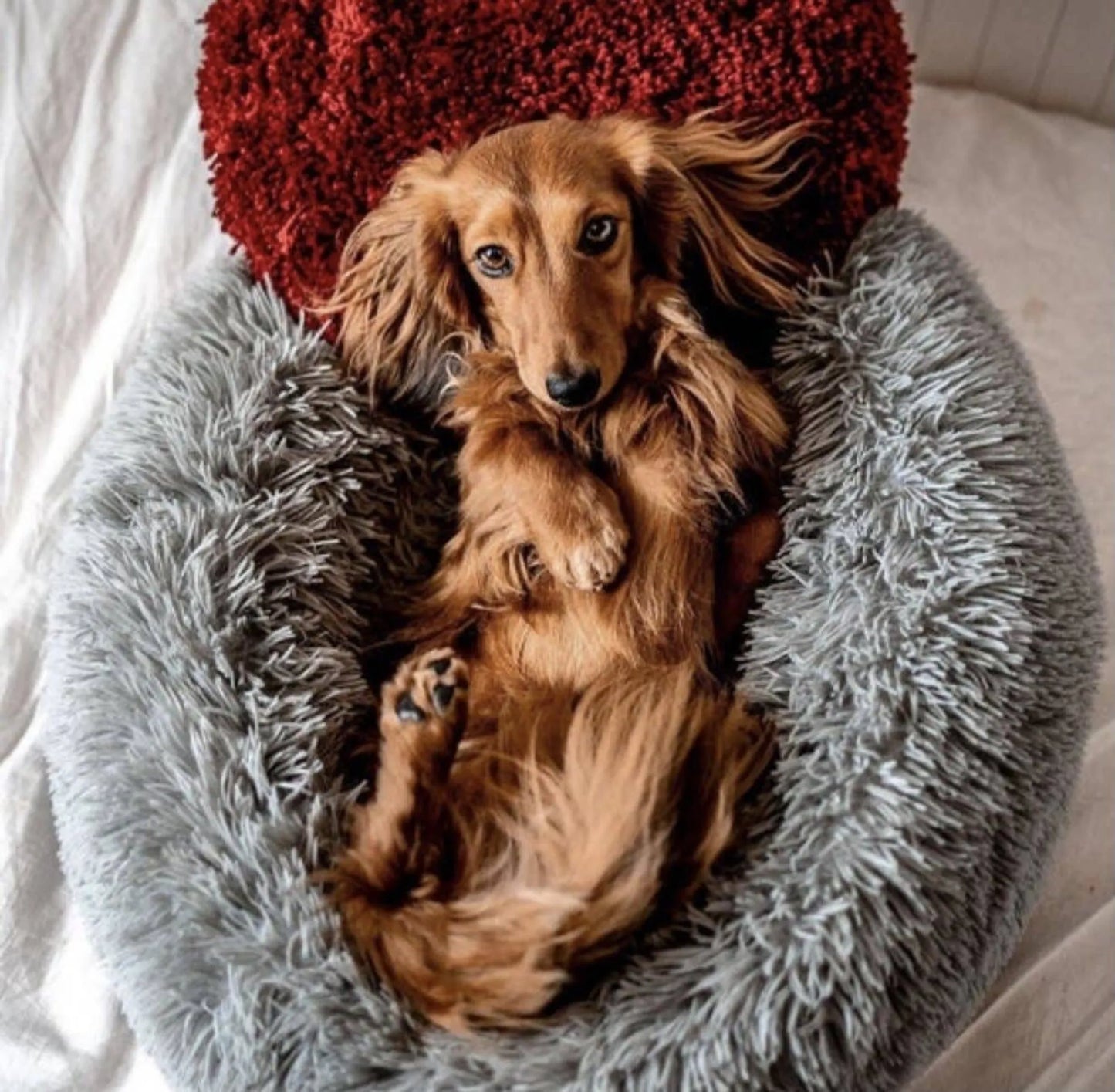 Marshmallow Pets Bed - Your Pet Connection