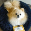Marshmallow Pets Bed - Your Pet Connection