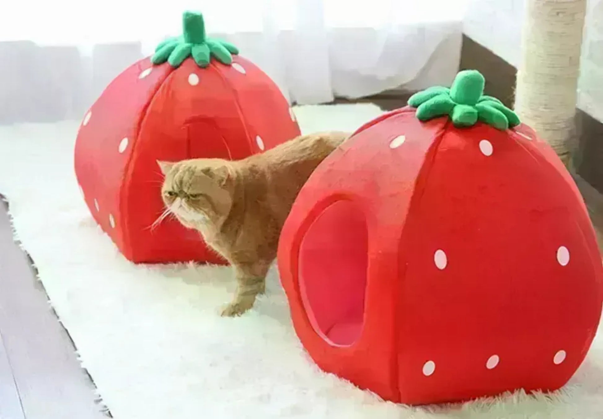 YML Strawberry Pet Bed House - Your Pet Connection