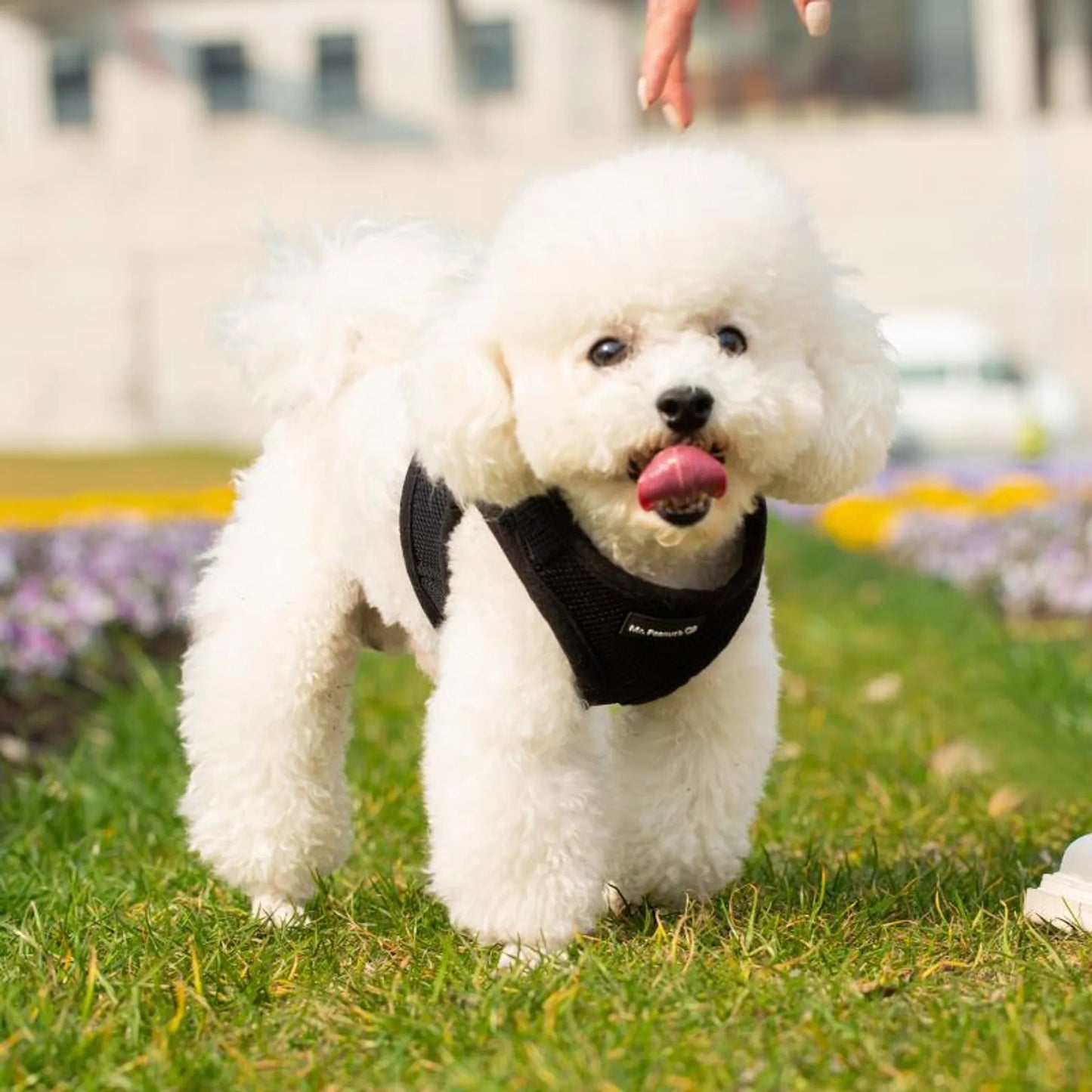 Mr. Peanut's PupTrek Small Dog/Cat Soft Mesh Step In Harness Vest - Your Pet Connection