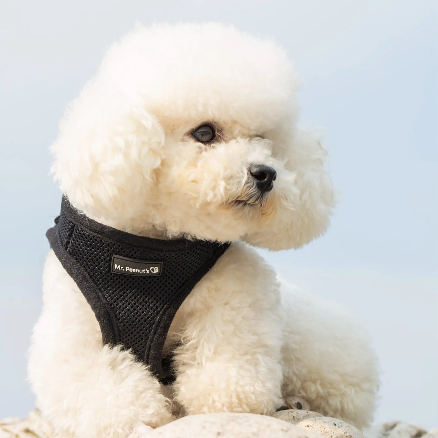 Mr. Peanut's PupTrek Small Dog/Cat Soft Mesh Step In Harness Vest - Your Pet Connection