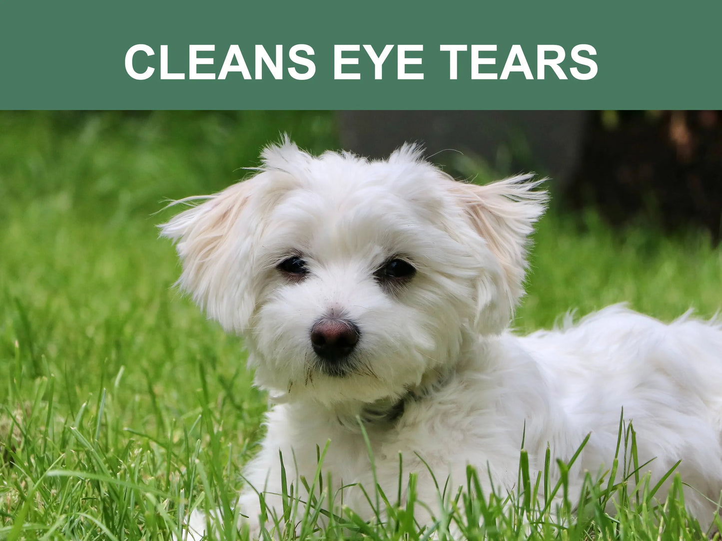 Mr. Peanut's Premium Products Organic Pet Wipes 6x10 Inches