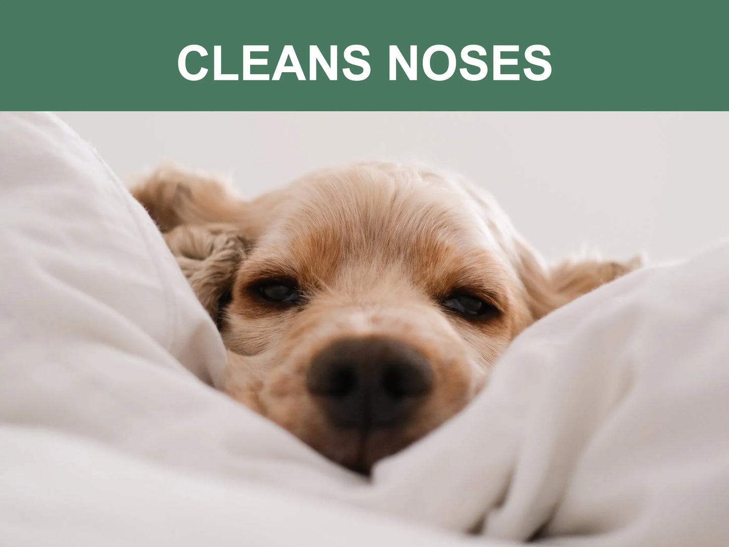 Mr. Peanut's Naturals Pet Wipes - Your Pet Connection