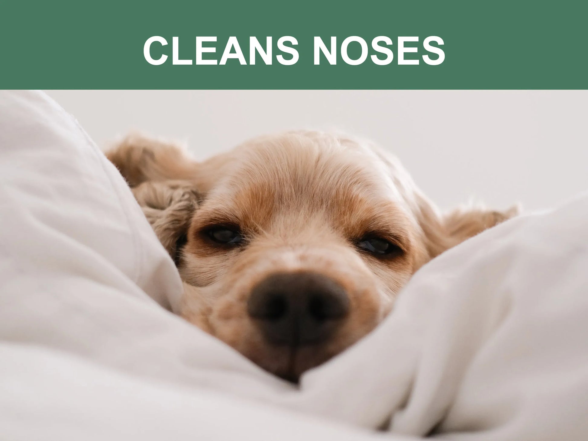 Mr. Peanut's Naturals Pet Wipes - Your Pet Connection