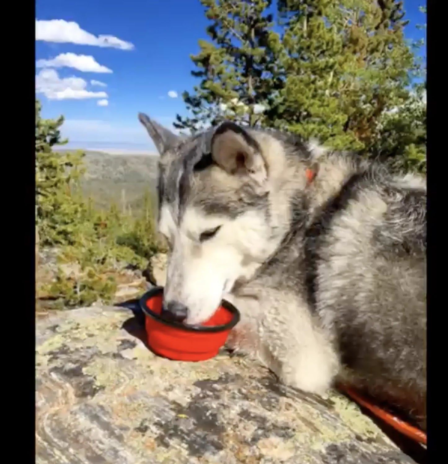 Single Blue Silicone Collapsible Travel Bowl - Your Pet Connection