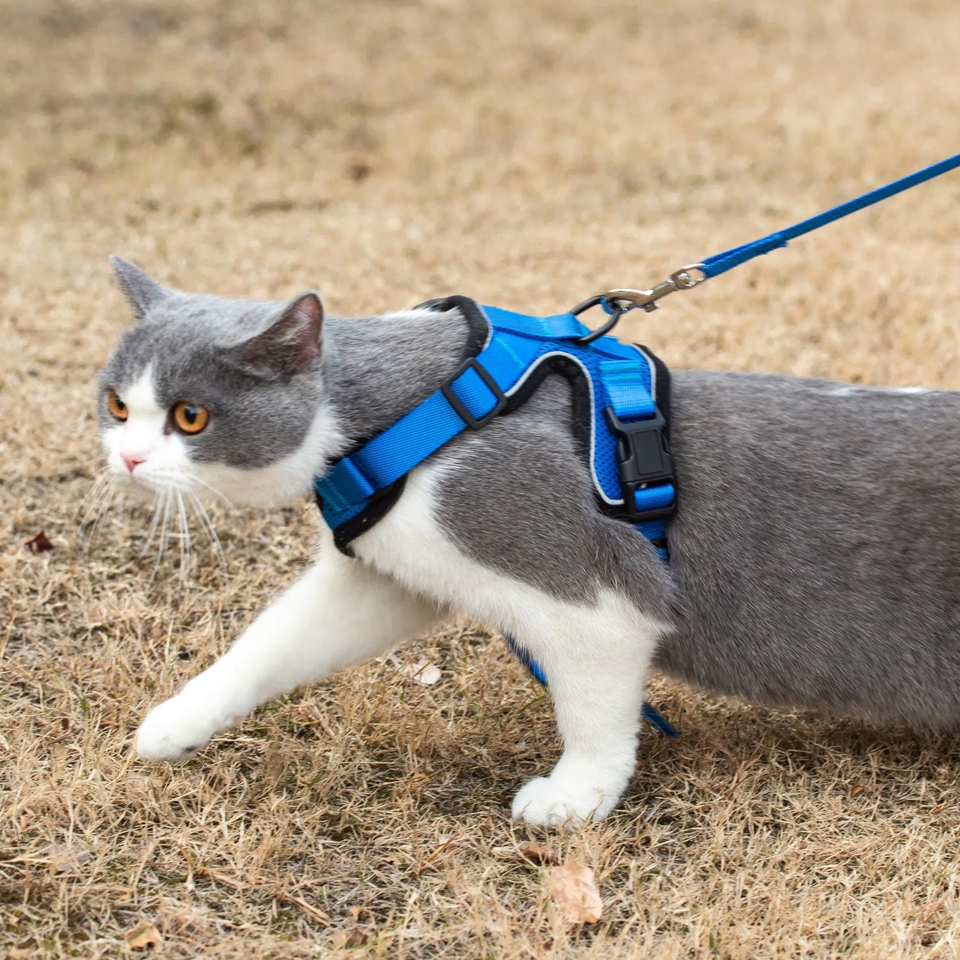 Mr. Peanut's PurrTrek Reflective Cat Harness with Matching Leash - Your Pet Connection