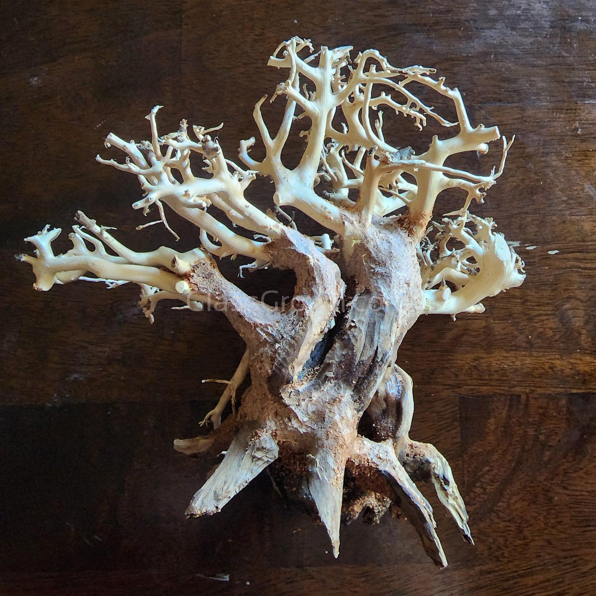Dragonwood Bonsai Wood Nano Size 6" - Your Pet Connection