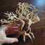 Dragonwood Bonsai Wood Nano Size 6" - Your Pet Connection