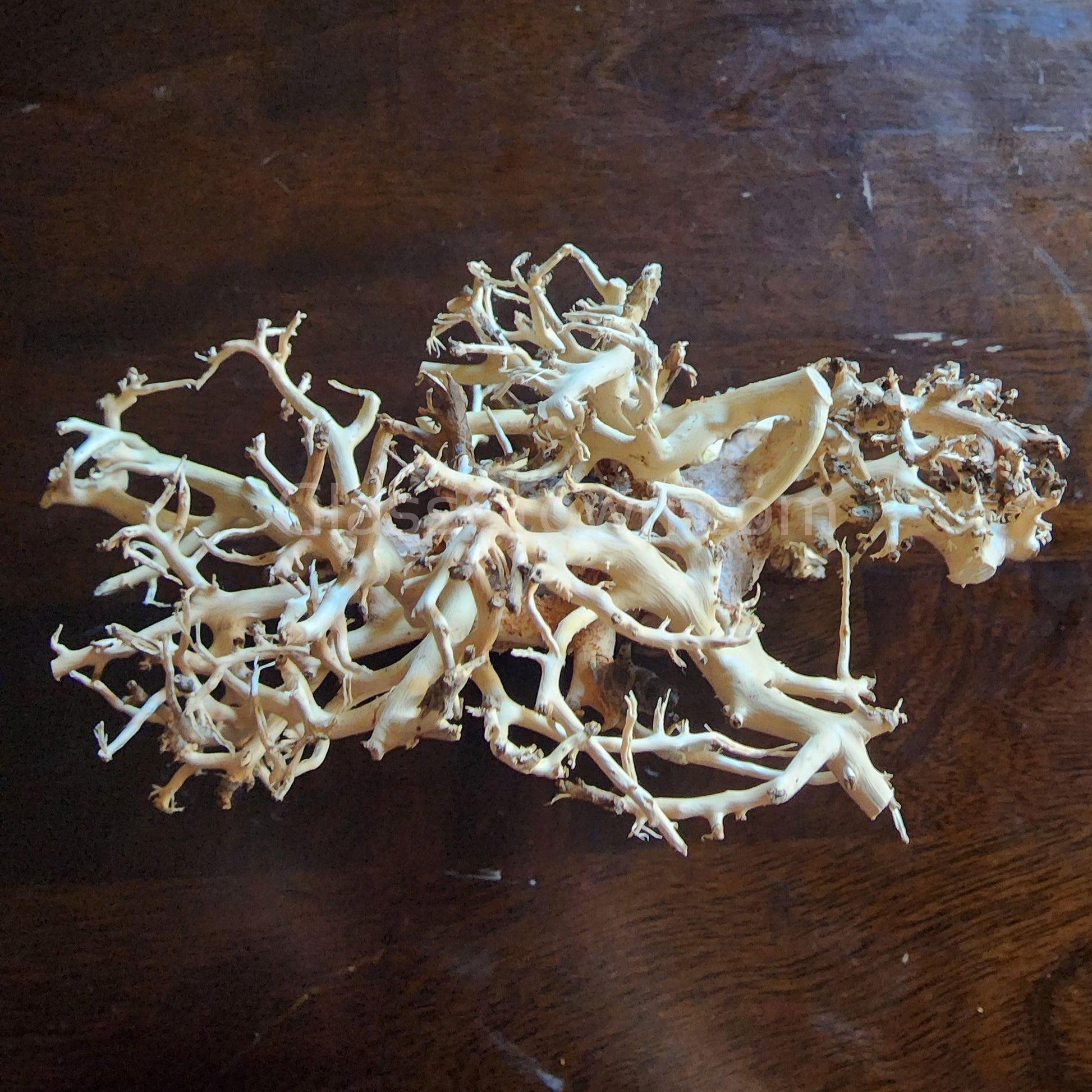 Dragonwood Bonsai Wood Nano Size 6" - Your Pet Connection